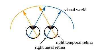 and the amacrine cell and then to the ganglion cell exit the retina via the optic nerve, with