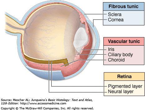 Anatomy of Sight: The wall of the eyeball is made up of three layers: Sclera- is the outermost protective layer.