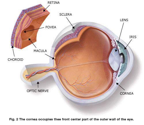 Choroid- Is the middle layer that contains blood vessels that deliver oxygen and nutrients to the inside parts of the eye.