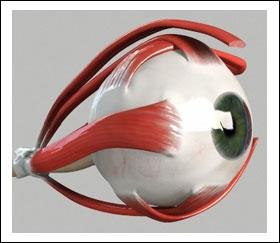 29) (Refer fig. 29) Extraocular Muscles The eyeball is held in position by various ligaments and muscles surrounding it.