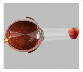 Usually, the light rays entering the eyes are bent or refracted when they pass through the lens. (Refer fig.