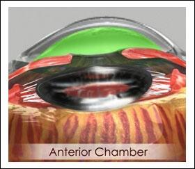 Internal layer: Unit 2: This is the sensory part of the eye and is formed by the retina. (Refer fig. 16 and 17 ) (Fig. 16) (Fig.