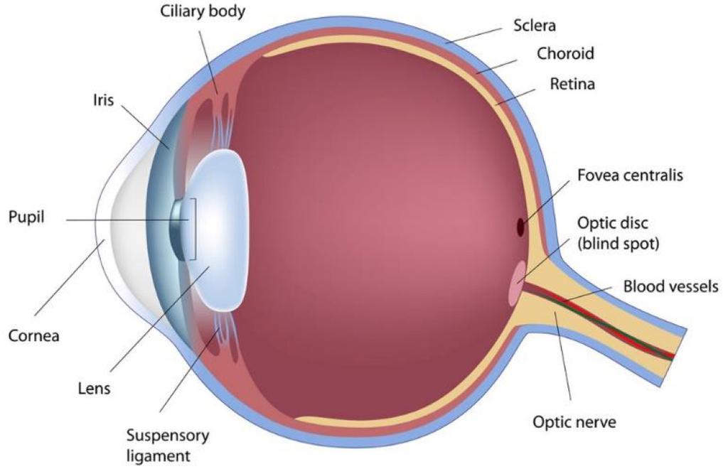 Iris Cilliary Body Sclera Choroid Retina Fovea Centralis Pupil Cornea Optic Disk (blind spot) Blood Vessels Lens Suspensory Ligament Optic nerve Understanding the eye.