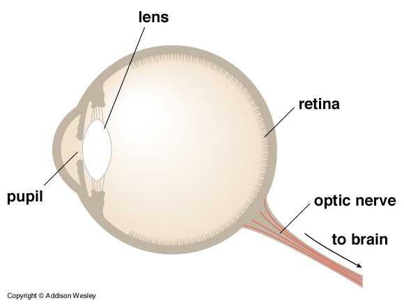 Parts of the Human Eye pupil allows light to enter the eye lens focuses light to create an image retina detects the light and generates