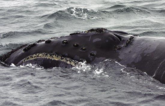 North Pacific right whale. Amy S. Kennedy, NMML Permit #782-1719 (LMRAC) includes representatives of all the major Navy Fleet and Systems Command activities affected by atsea environmental issues.