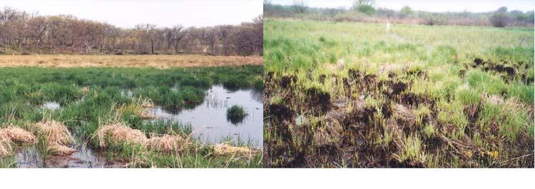 Sedge Meadow Bog Dry