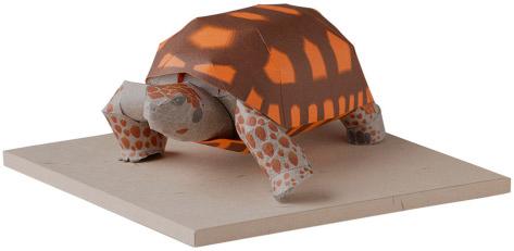 The carapace of the grown tortoise ranges in length from 0 to 60 cm (approximately 9. to.6 in.) and, in some cases, may exceed 0 cm (.6 in.). The species is blackish brown and has a dome-shaped carapace with orange or yellow markings.