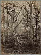 Hall Memorial Fund (x1950-15) Constant Alexandre Famin, French, 1827 1888 In the Forest of Fontainebleau, ca. 1874 Albumen print 31.