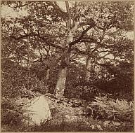 Harrison, French, active 19th century Forest of Fontainebleau, ca. 1860 70 Albumen print, mounted to board 17.8 x 19.3 cm.