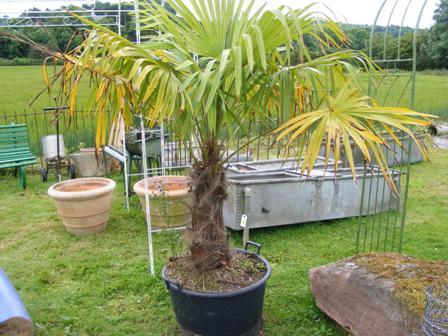palm tree 50-80 51