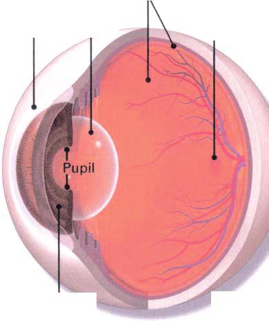 What is an IOL? An intraocular lens (or IOL) is a tiny, artificial lens for the eye. It replaces the eye's natural lens.