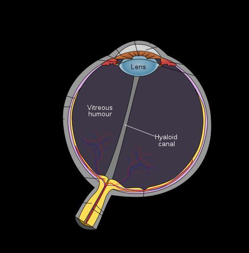 9 Human Eye Key parts of the eye 1. Pupil 2. Iris 3. Lens 4. Retina 5.
