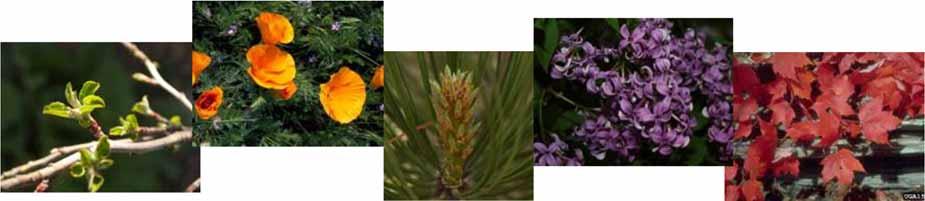 Seasonal Changes in Plants Volunteers How do
