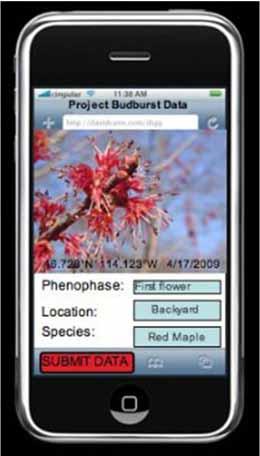 Coming Soon: Mobile phone technology for citizen science UCLA Center for Embedded Network Sensing is developing software for mobile-to-web portal system using Project BudBurst database Conceptual