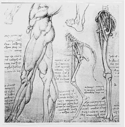 Figure D. "A Comparison between the Legs of a Man and Horse - Leonardo c. 1506-7.