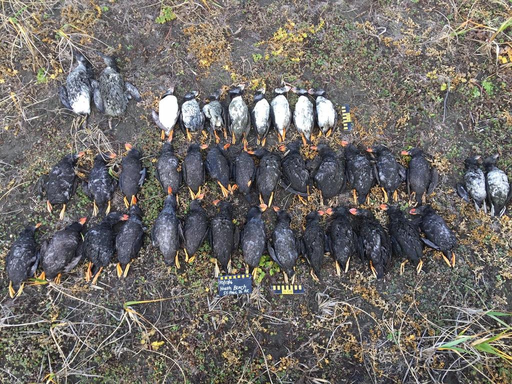 Paul Island Tribal Government Ecosystem Conservation Office (ACSPI ECO) have counted nearly 300 beached seabird carcasses on the island since October 17, 2016.