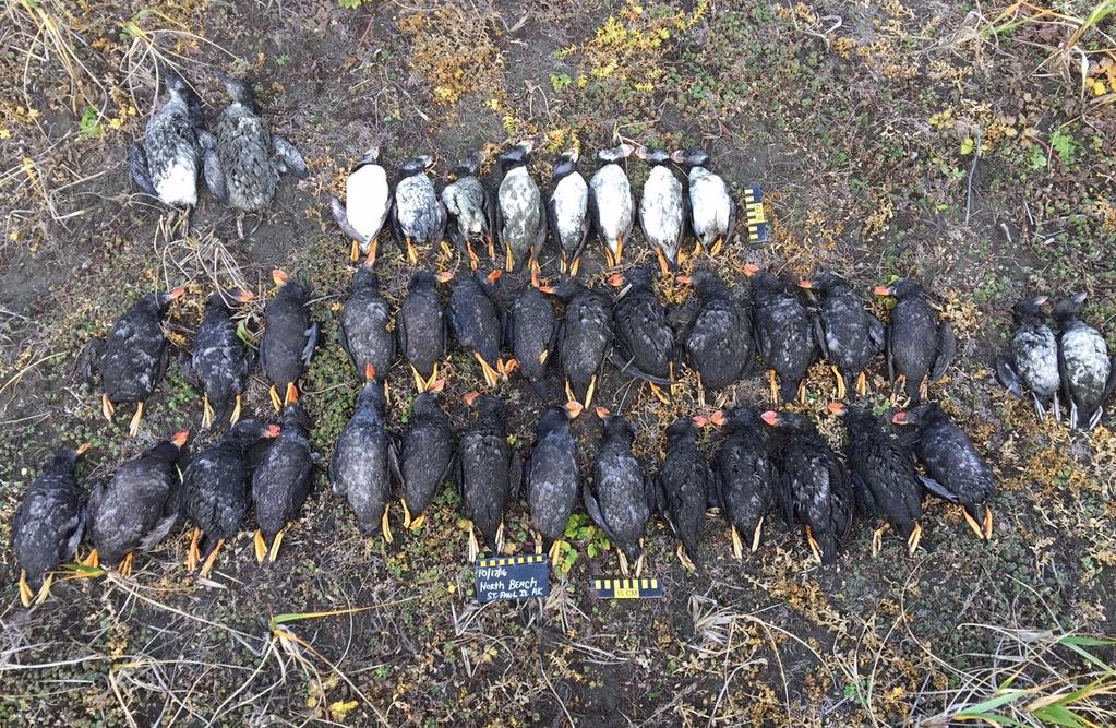 Day 1 39 Carcasses, Mostly Tufted Puffins, Mostly Intact 2 murres 8 adult Horned Puffins 2