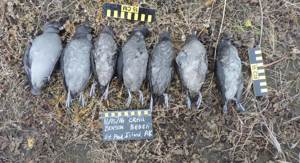 Day 32 45 Carcasses, incl ing a new species: Crested Auklets 7