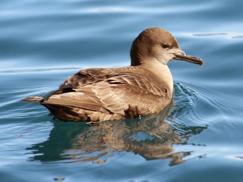 Petrels* Common Murre these birds Thick-billed Murre Murres* Horned Puffin Tufted Puffin Puffins* Large Alcids* Least Auklet Parakeet Auklet Auklets* Small Alcids* Black-legged Kittiwake Red-legged