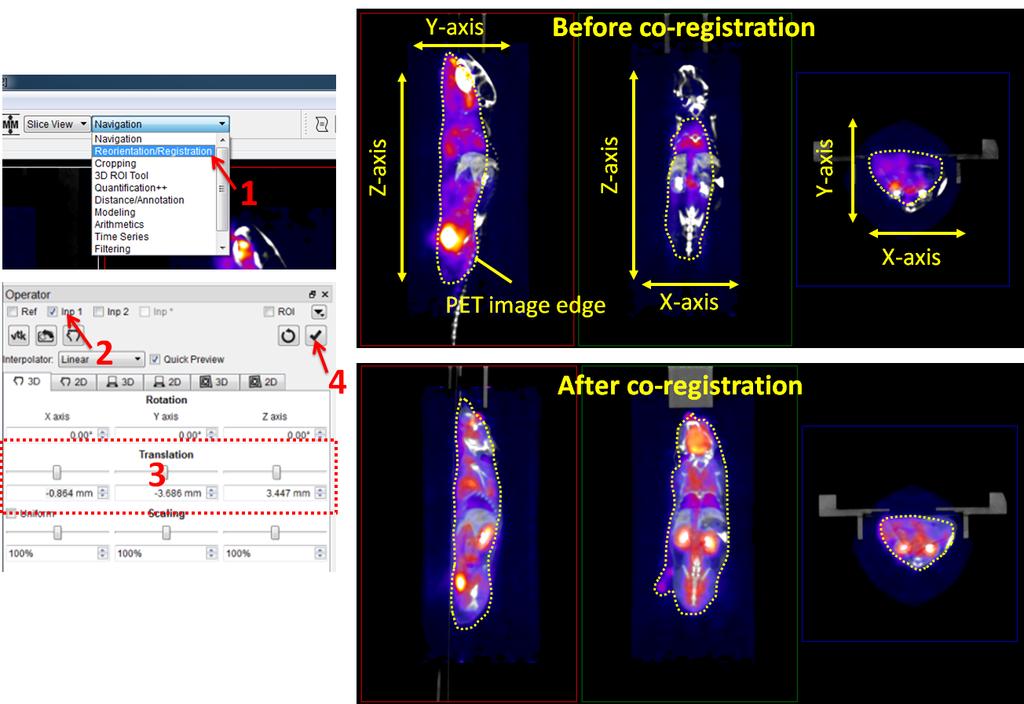 Using the Reorientation/Registration Tool to Manually Align Two Image Datasets 1. Select Reorientation/Registration from the dropdown menu on the main tool bar of VivoQuant. 2.