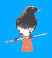 This page offers advice on the conservation of Black Redstarts in London. More information is available at www.blackredstarts.org.