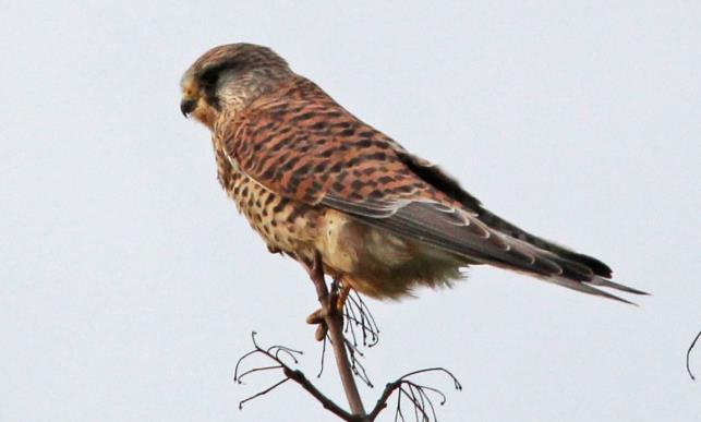 The overall view is that any trip along the M5 (or other motorways for that matter) 20 years ago produced regular sightings of Kestrels every few miles in the late 20 th century to the point where