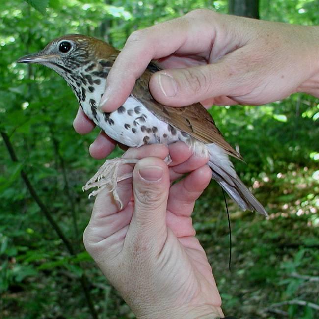 Losing Out In southern Mexico, young Wood Thrush cannot compete for