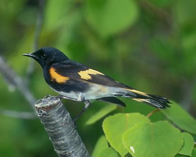 food In Mexico most young Hooded Warblers live as
