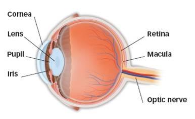 How the eye works Light rays enter the eye through the clear cornea, pupil and lens. These light rays are focused directly onto the retina, the lightsensitive tissue lining the back of the eye.