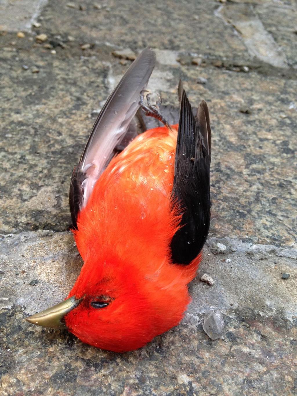 A Scarlet Tanager window strike found by the