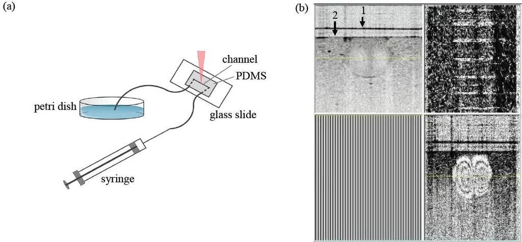 Fig. 9. (a) Set-up of the microfluidic device: the micro channel with 600 μm diameter was carved on a PDMS sheet and fixed to a glass slide. Top surface of glass slide was close to incident beam.