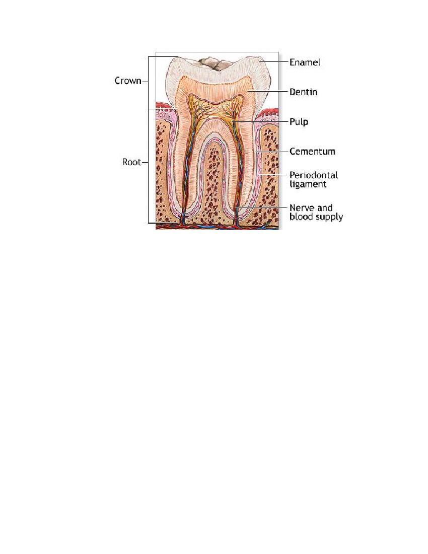 \ Figure 3. 2 Anatomy of human teeth (http://www.nlm.nih.gov/medlineplus/ency/imagepages/1121.