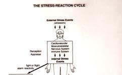 The Physiological Changes of the Stress Response: Fight or Flight (or Freeze)