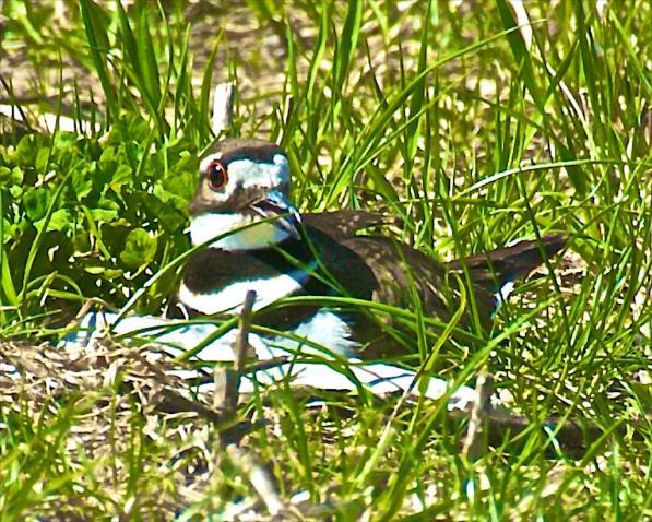 Killdeer on nest, Photo Dick Harlow We must not forget our one nesting shorebird, the Killdeer! A pair of Killdeer has nested in EastView s backyard for three years.