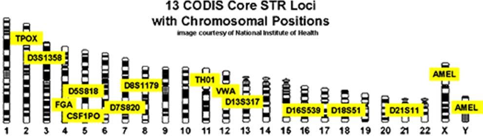 Short Tandem Repeat (STR) Profiles 13 specific STR loci serve as the standard for CODIS, to ensure uniformity and the ability to share DNA information between laboratories.