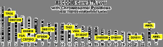 13 specific STR loci serve as the standard for CODIS, to ensure uniformity and the ability to share DNA information between laboratories.