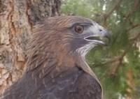 species. Here are just a few of our raptors available for adoption. Visit www.hawksaloft.