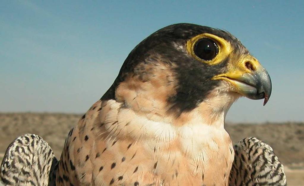 138 Falcon Falcon.