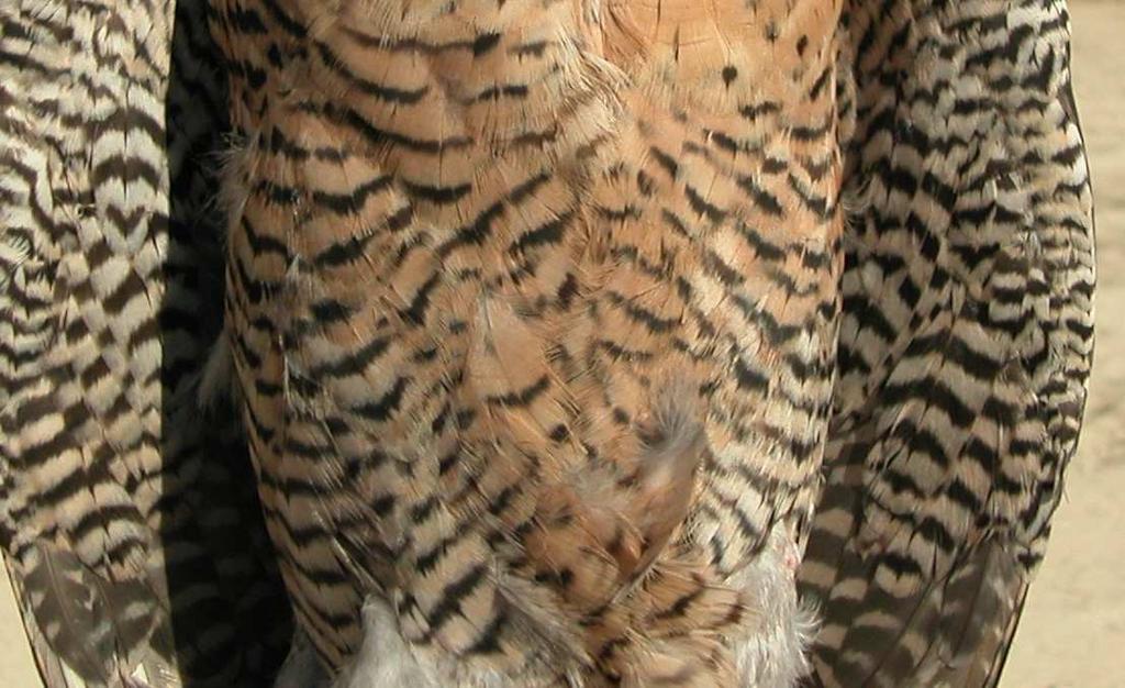 year (); bottom juvenile Falcon.