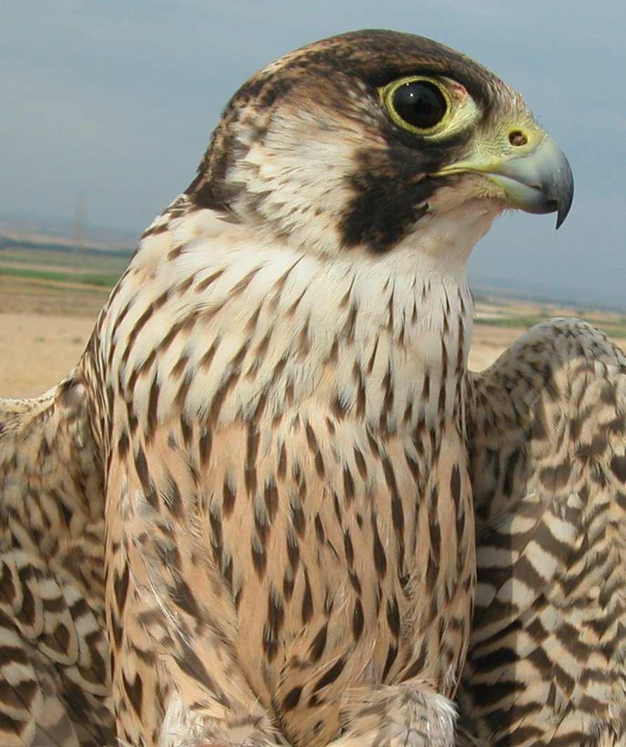 right 2nd year (); left juvenile (24- Falcon.