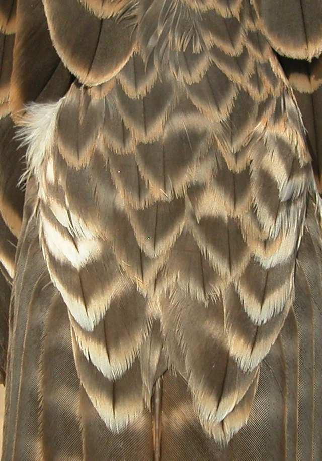 Adult: tail pattern
