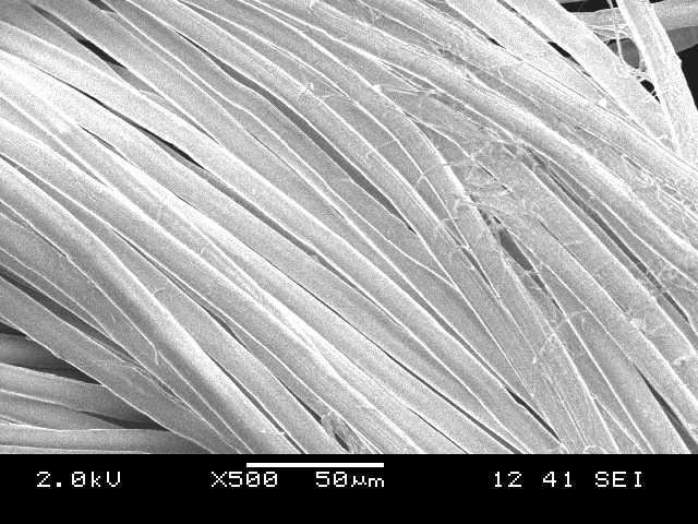 Microscopic picture of original Lyocell fiber