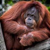 The production of palm oil has had an impact on forests and endangered species such as the orangutan, but there is a solution that doesn t harm anyone or nature.