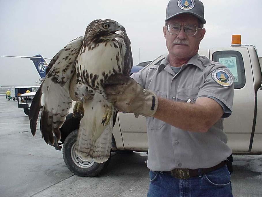 WILDLIFE HAZARD MANAGEMENT PROGRAM Minimize the hazard to aircraft operations created by the presence of wildlife on or in the vicinity of the airport.
