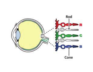 Optical nerve sends signal to brain for decoding Light Source