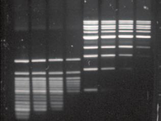 User User Odyssey Fc Applications IR Fluorescent Western Blot Chemiluminescent Western Blot Protein Gel Documentation DNA Gel Staining using Syto 60 Stain Western Blot Optimization or Antibody
