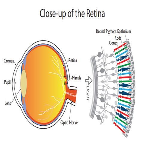 1. The important role of the retina (cones and rod cells) in vision The retina of the human eye consists of more than 120 million rod cells and 92 million cone cells.