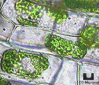 Plant Cell Width ~ 0 µm