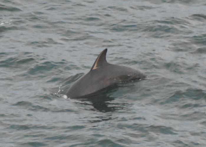 Possibly a Beaked Whale but we ll never know! 09/12/17 Sea Day 0950 20-30 Small Dolphins, starboard side aft, seen by Judy & Lee Loewy.