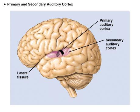 v=irewnzqyrpi Sound Localization Brain processes time & intensity differences in what the right & left ears hear.